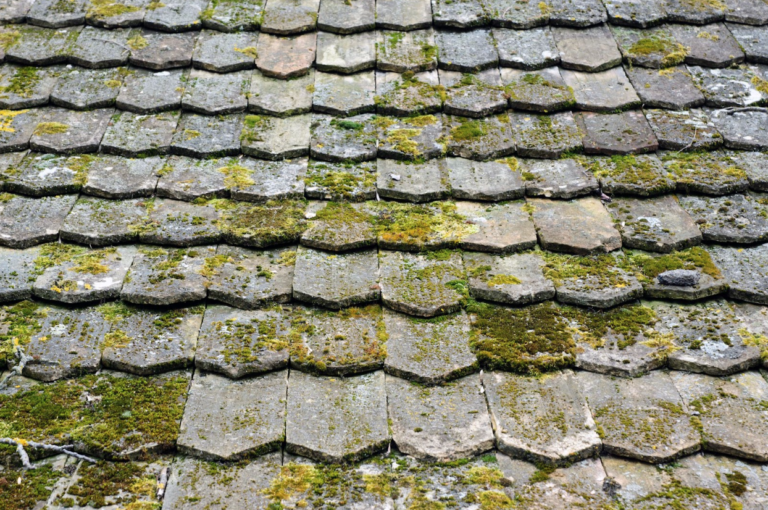moss growing of roof causing damage